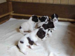 Pups Senna