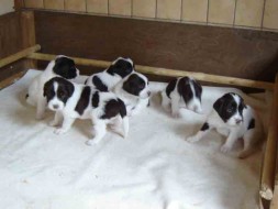 Pups Senna