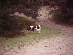 Dutch Patridge Dog