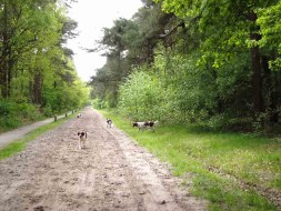 Drentsche Patrijshonden