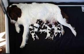 Drenten pups Lobke