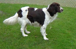 Dutch patridhe dog pregnant