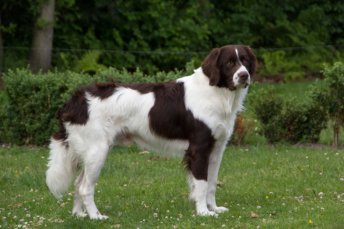 Pups - Van Selihof, Drentsche PatrijshondenkennelVan Selihof, Patrijshondenkennel