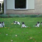 Pups Bieke x Spot