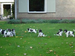 Pups Bieke x Spot