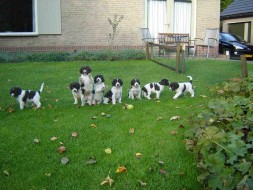 Pups Bieke x Spot