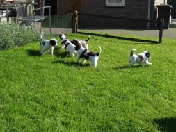 Pups Senna x Spot 5weken