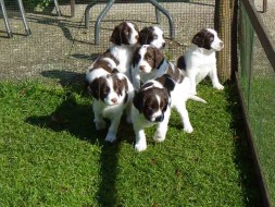 Pups Senna x Spot 5weken