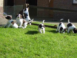Pups Senna x Spot 5weken
