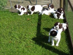 Pups Senna x Spot 5weken