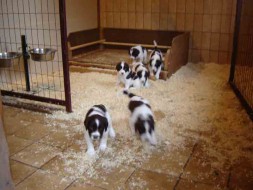 Pups Senna x Spot 4weken