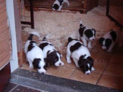 Pups Senna x Spot 4weken