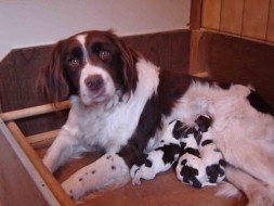 Senna-pups-1dag