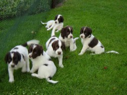 Pups Senna