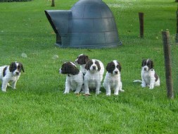 Pups Senna