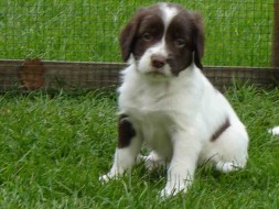 Pups Senna
