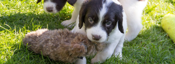 Foto’s en video  pups Balou x Geoff 5 weken oud