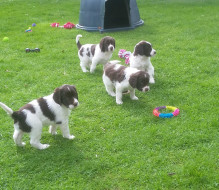 pups05042017 b